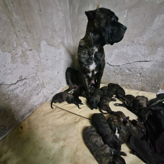 Кане корсо кученца