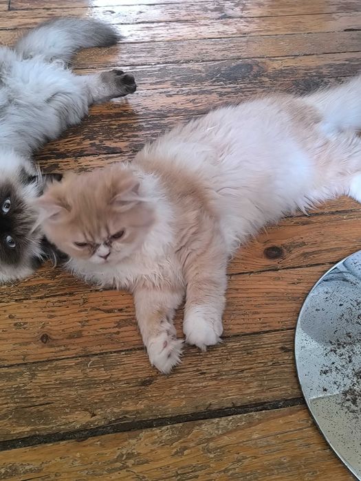 Продавам Персийско коте екстремал