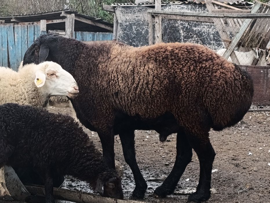 Продам овец на развод или мясо