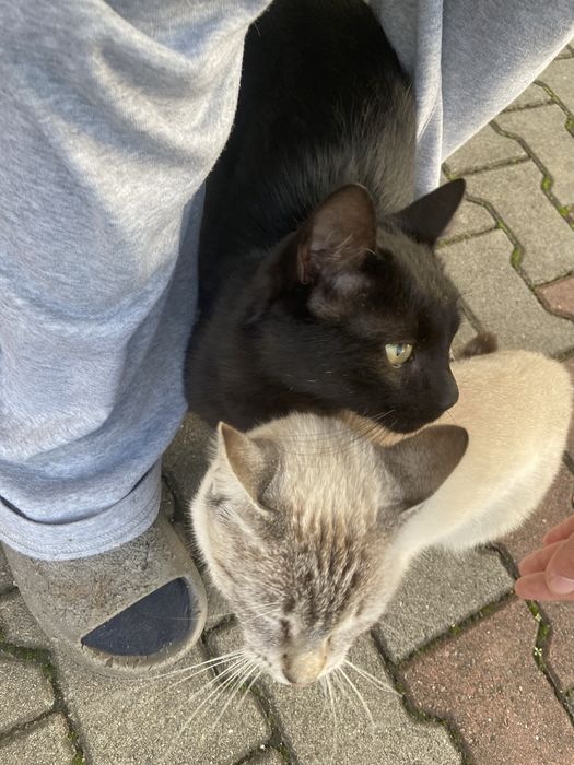 2 pisici spre adoptie