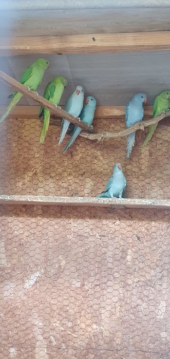 Vând micul alexandru