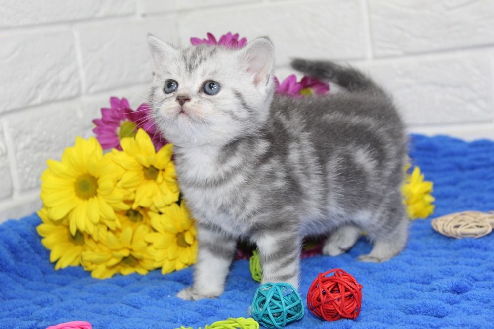 Шотландские котята.