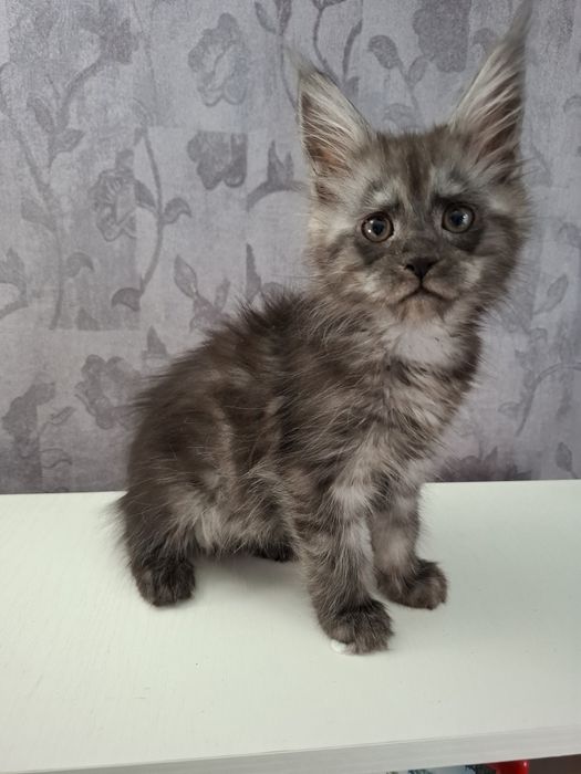 Мейн-кун девочки