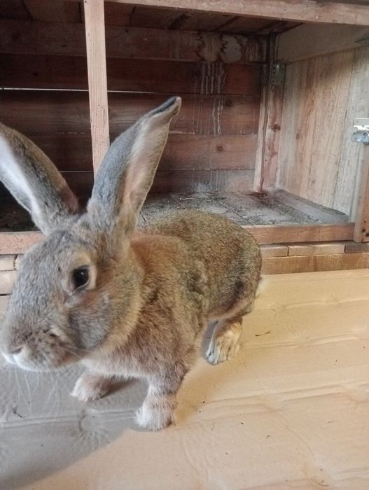 De vânzare iepuri de casa