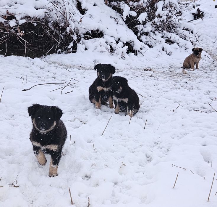 Щенки ищут заботливых хозяев