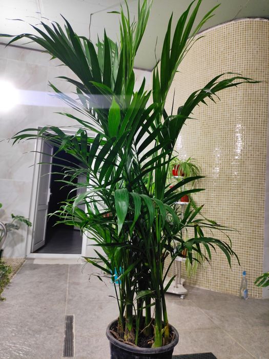 ХАМЕДОРЕЯ разновидность пальм