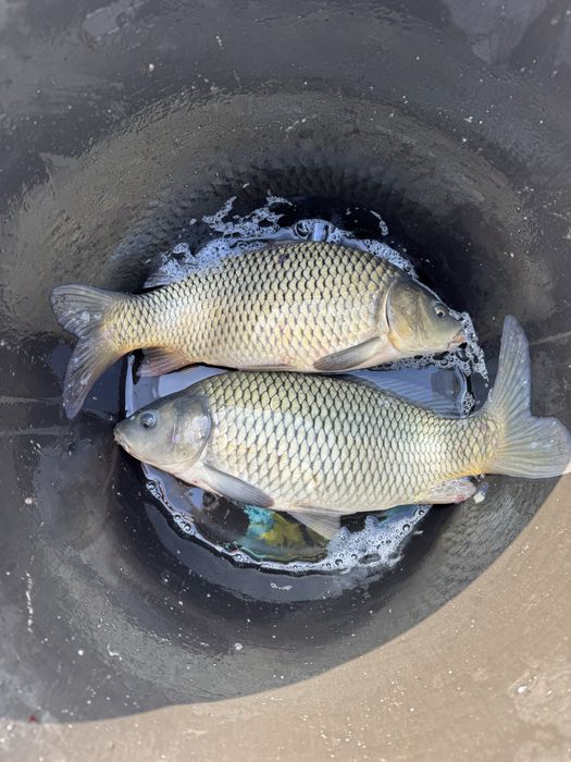 Crap pentru consum sau populat