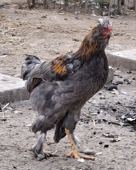 Vând/schimb cocoși cu moț și barbă