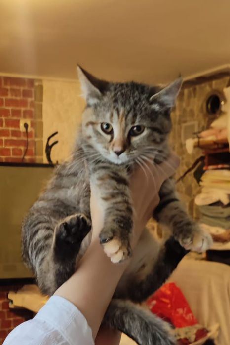 подаряват се котенца