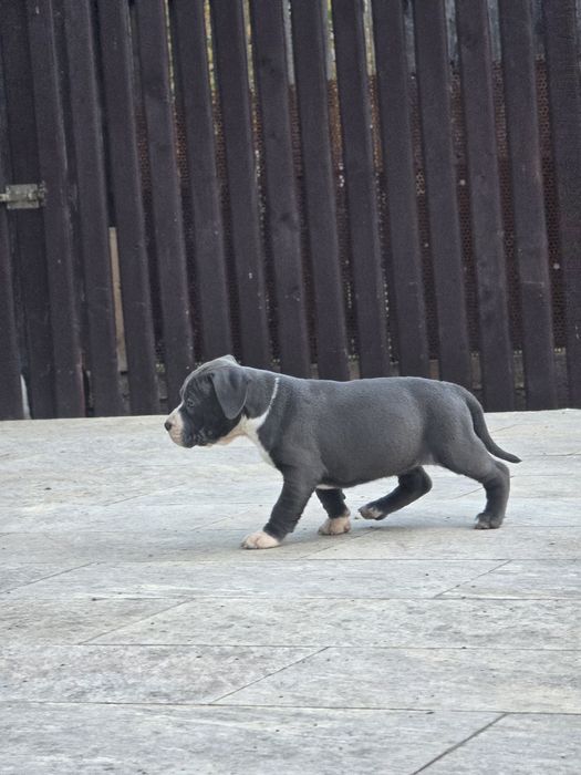 American Staffordshire Terrier cu pedigree fci