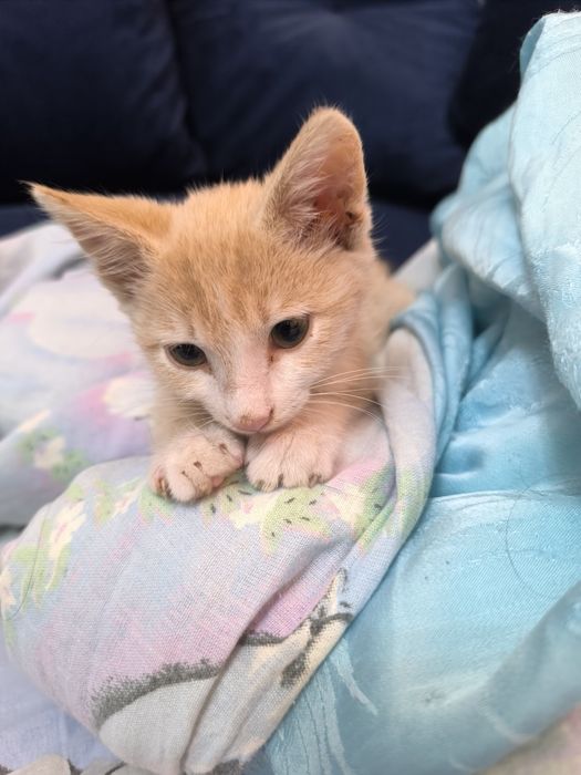 Подарявам Котенце