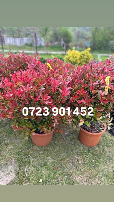 Plante ornamentale de diferite varietatii