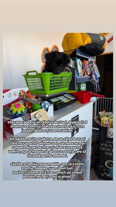 Donez catel metis de pechinez