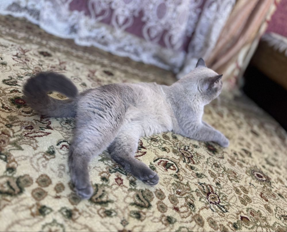Продам кота в добрые руки