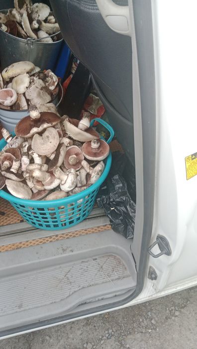 Продам шампиньоны ведро 15 л.-3000т. Г. Аксу.