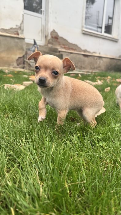 Мъжки и женски мини пинчери