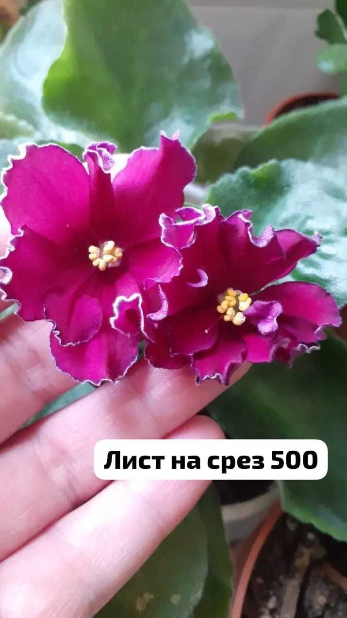 Продам фиалки. Листья на срез