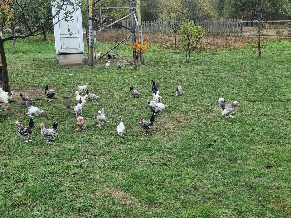 Бреговска джинка