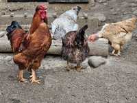Ouă incubat găini țărănești