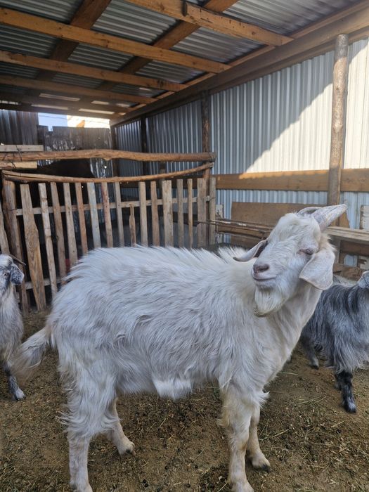 Теке еркек 1,5 жасар