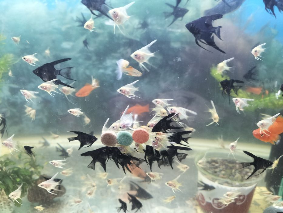 Продам скаляри подростки