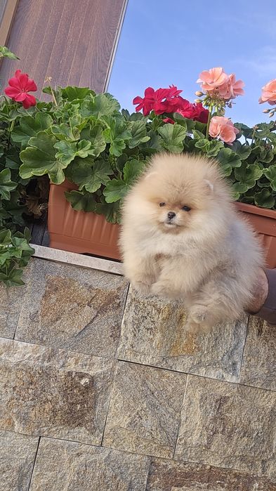 Мини Померан момиче