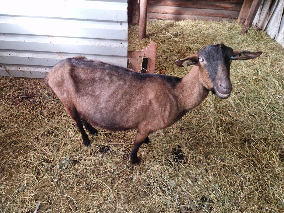 Capre rasă alpin franceză pe lapte