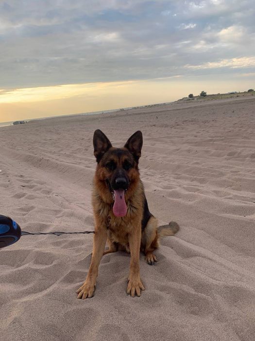 Овчарка в хорошие руки