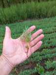 Tuia-thuja biota
