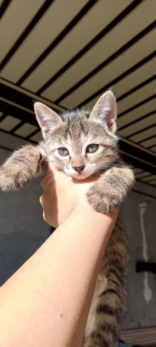 Кошка есть 2 штук девочки
