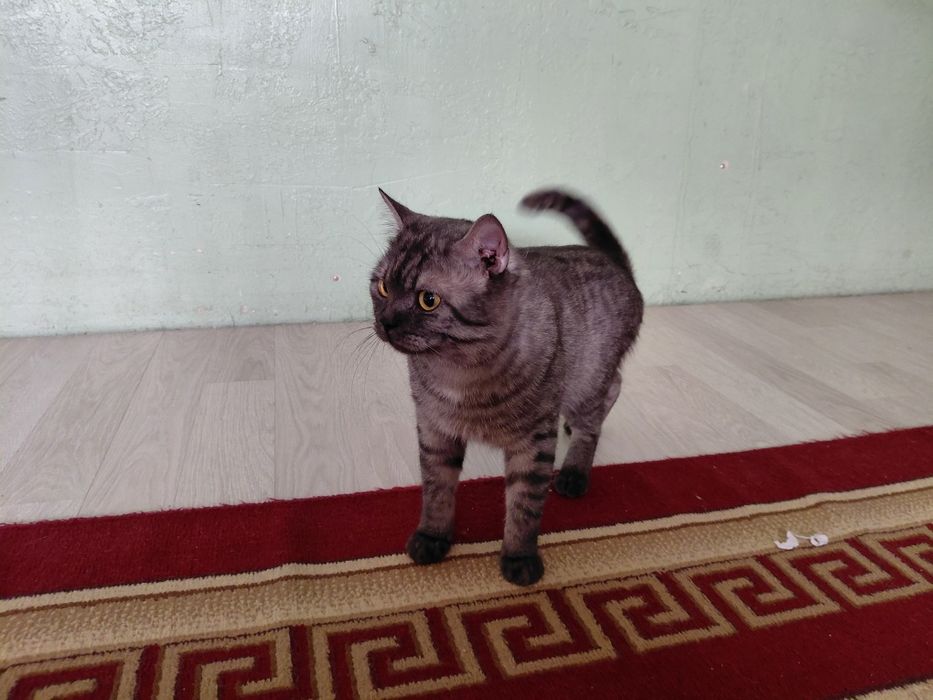 Здам кошку безплатна