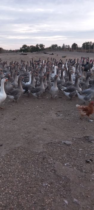 Vând gâște soi mare