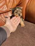 Baietel yorkshire terrier