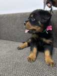 Vand femela Rottweiler