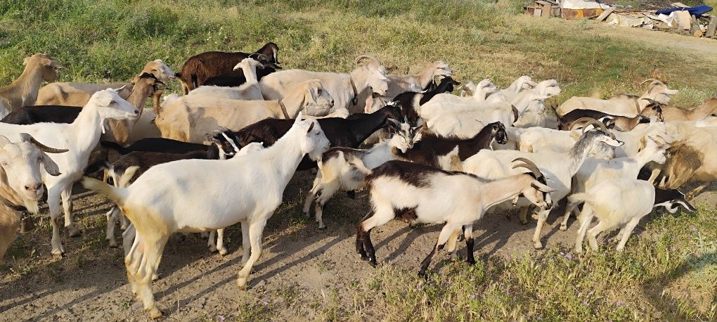 Продавам ярета за месо и разплод