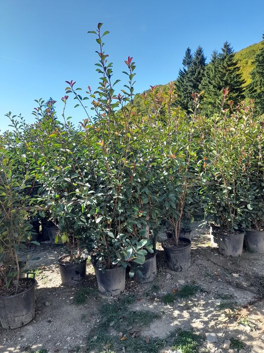 Braz mesteacăn tei pawlonia artar