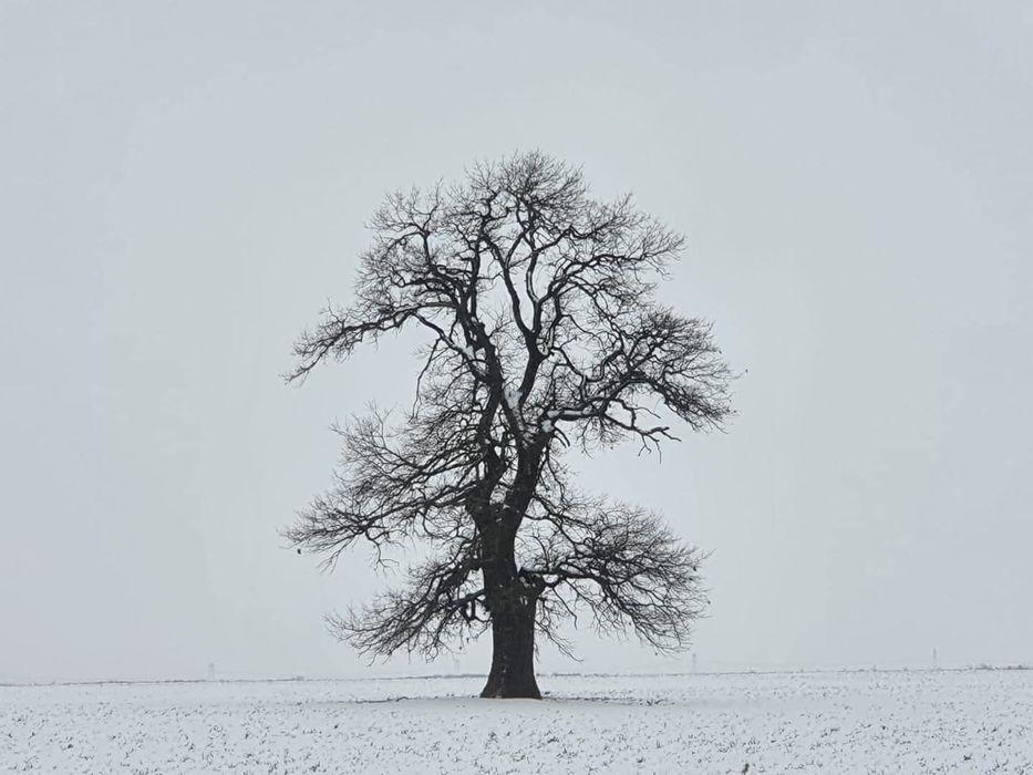 Vând teren  20.0000 mp lângă pădure și baltă