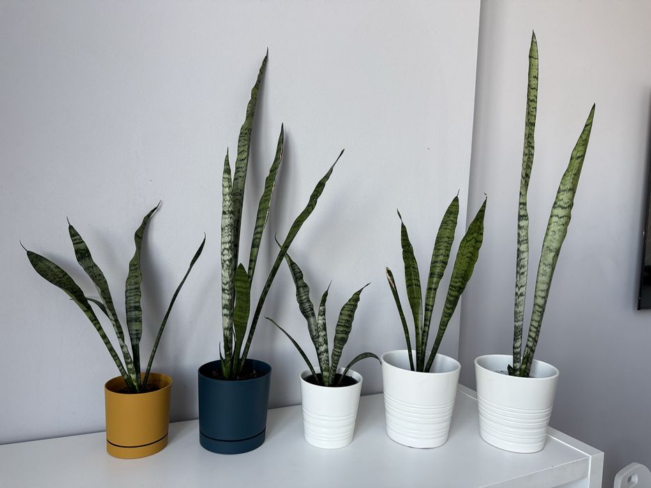 Продаю комнатные цветы - Сансевиерию (Щучий хвост или Тещин язык)