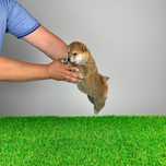 Pui Shiba Inu cu pedigree caută familie iubitoare