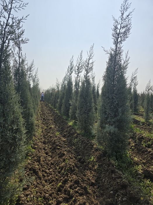 Кепарис аризоника ИТАЛИА