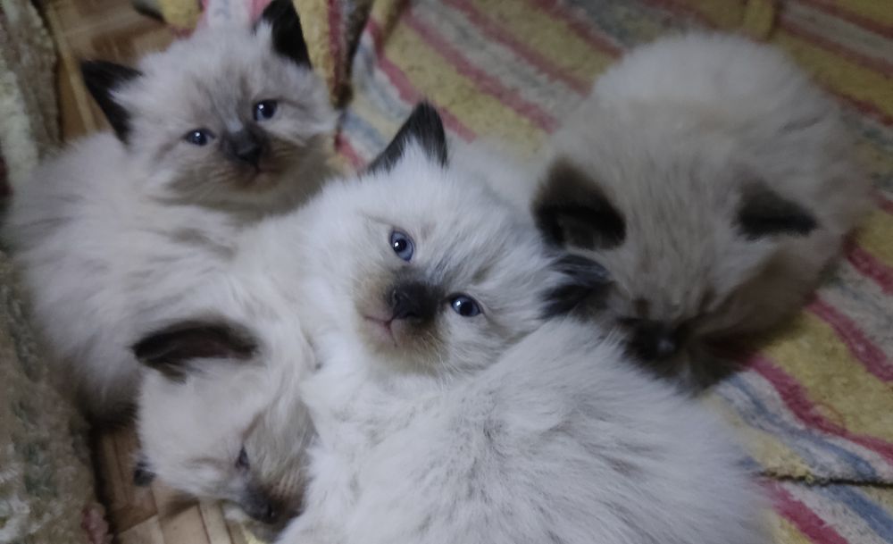 Продаются котята Баленизийской кошки