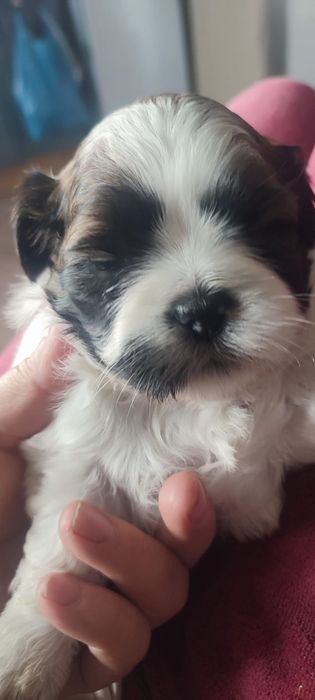 Shih Tzu băiețel