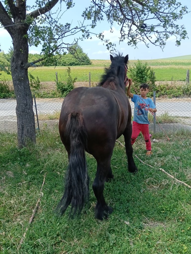 Vând mânză de un an și Sașa  luni sau schimb daca mai da diferenta