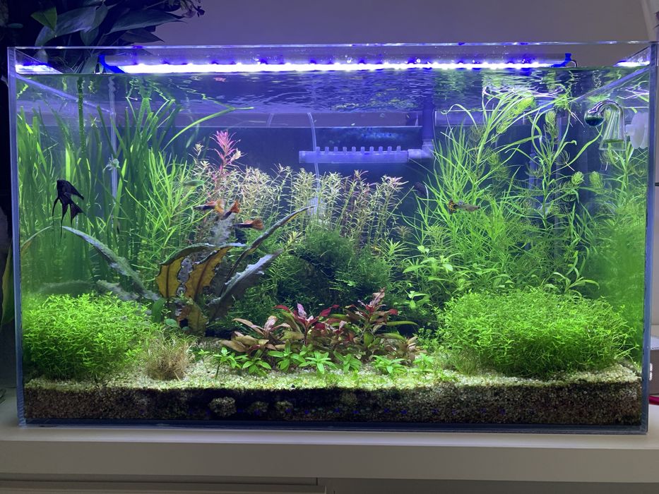 Продою аквариумные растения Akvarium uchun òsimliklar