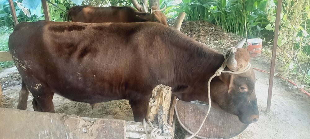 Buqa sotiladi boqildigan Бука