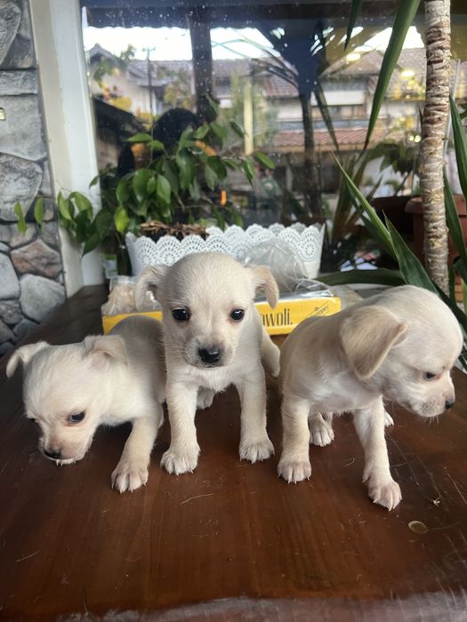 Бели пинчери на два месеца