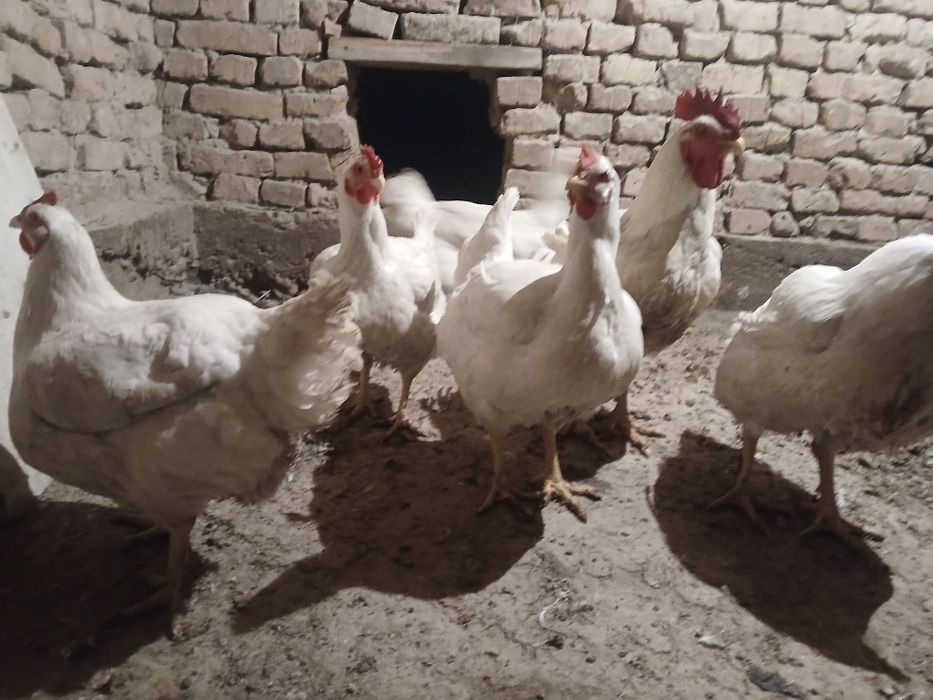 Бройлер коб. 500