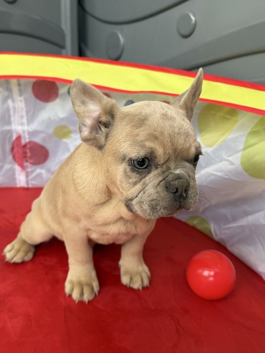 Bulldog Francez Lilac Fawn 3 luni