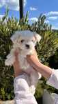 Bichon maltez mini toy