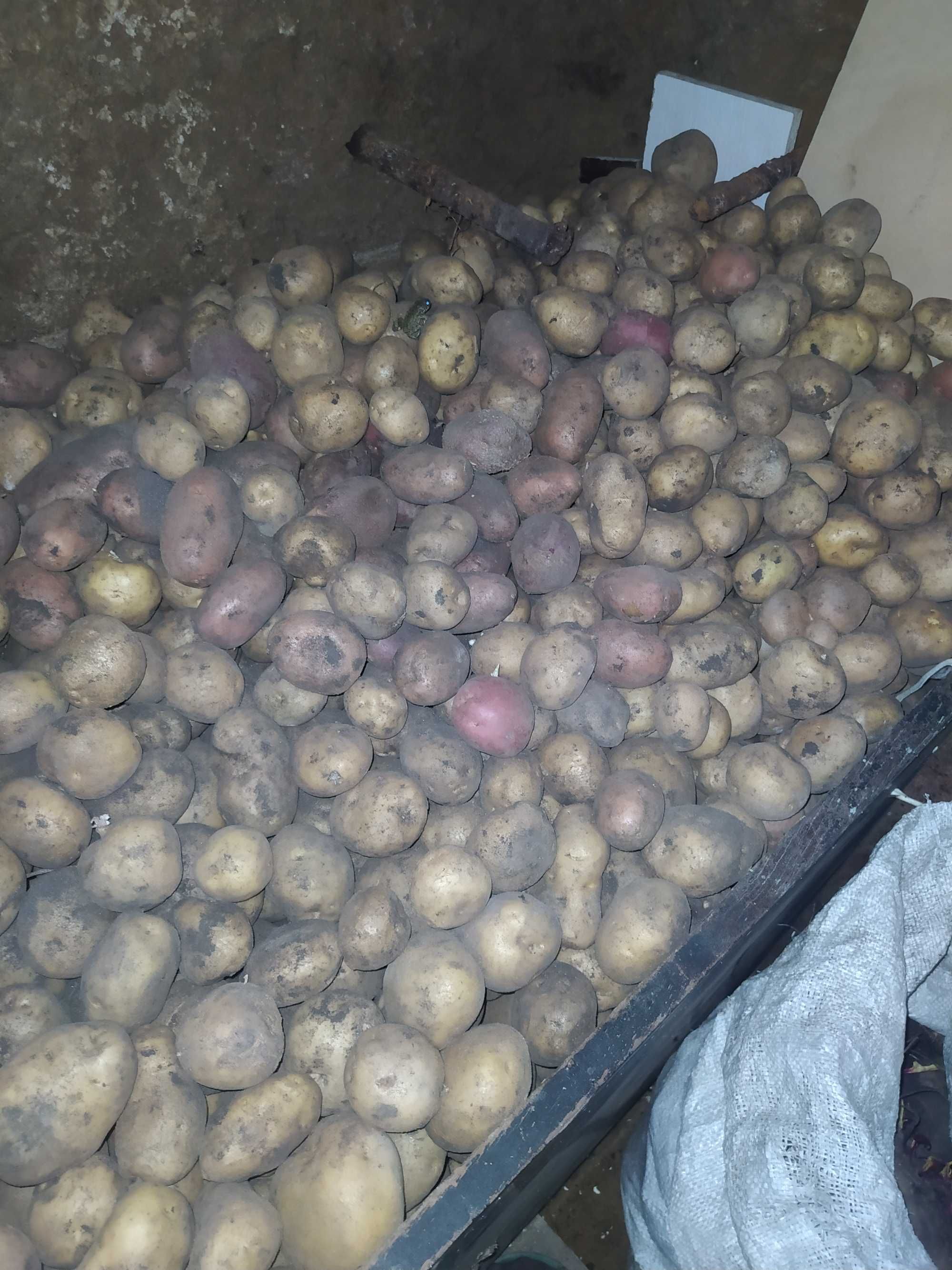 Продам картофель огородный, с приусадебного участка.